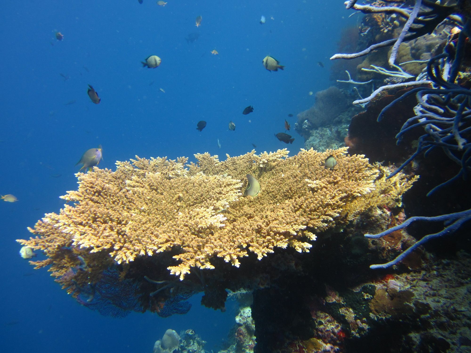 Seririt  Villa Pelangi Bali מראה חיצוני תמונה
